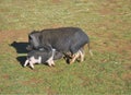 Pig with its piglets Royalty Free Stock Photo