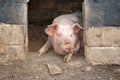 Pig in its pigsty Royalty Free Stock Photo