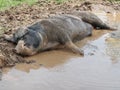 Pig Laying Down in Mud