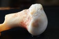 Pig leg bone show the cartilage joint. Royalty Free Stock Photo