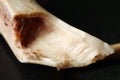 Pig leg bone show the cartilage joint. Royalty Free Stock Photo