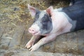 The piggy pig on the farm. The pig lies on the straw Royalty Free Stock Photo