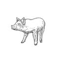 Pig or Little Piggie Hand Drawn Vector Illustration. Abstract Domestic Animal Sketch. Engraving Style Drawing. Isolated