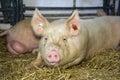 Pig at livestock exhibition