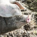 Domestic pig, hog, squealer, snout and ears from freerange pig in species-appropriate husbandry Royalty Free Stock Photo
