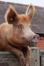 Tamworth Pig looking over a gate on the farm Royalty Free Stock Photo