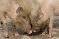Pig love - two little pigs hold their heads together in profile Royalty Free Stock Photo