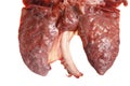 The pig lung on a white background Royalty Free Stock Photo