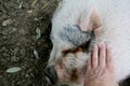 The pig caressed by the hand