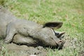 Pig lying in mud Royalty Free Stock Photo