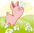 Pig on a meadow. Royalty Free Stock Photo