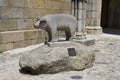 Pig monument, La Alberca