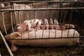 Pig mother feeds the newborn piglets with their milk.