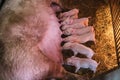 Pig mother feeds the newborn piglets with their milk. Royalty Free Stock Photo