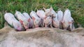 Pig mother feeds the newborn piglets with their milk. Small strong pigs suck a healthy sow. Little pigs eating milk from mother on Royalty Free Stock Photo