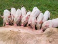 Pig mother feeds the newborn piglets with their milk. Small strong pigs suck a healthy sow. Little pigs eating milk from mother on