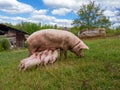 Pig mother feeds the newborn piglets with their milk. Small strong pigs suck a healthy sow. Little pigs eating milk from mother on Royalty Free Stock Photo