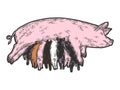 Pig mother feeds piglets. Sketch scratch board imitation. Hand drawn.