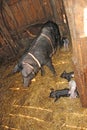 Pig mother and pigs in barn. Brood of little pigs on farm. Pig family