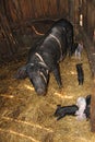 Pig mother and pigs in barn. Brood of little pigs on farm. Pig family