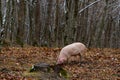 Pig in a mountain forest