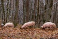 Pig in a mountain forest