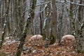 Pig in a mountain forest