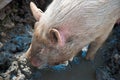 Pig in mud Royalty Free Stock Photo