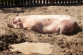 Pig in the mud Royalty Free Stock Photo