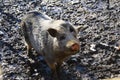 Pig in the mud Royalty Free Stock Photo