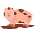 Pig in mud Royalty Free Stock Photo