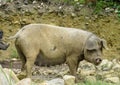 Pig in the mud Royalty Free Stock Photo