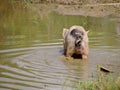 A pig in the mud of a pond Royalty Free Stock Photo