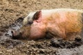 Pig Mud Water Closeup Royalty Free Stock Photo