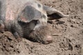 Pig in muddy dirt Royalty Free Stock Photo
