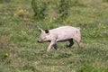 Pink pig with a muddy snout runs across the meadow Royalty Free Stock Photo