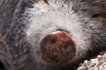 Pig nose Royalty Free Stock Photo