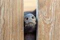 Pig nose peeking through wooden fence at farm. Piglet sticking snouts . Intuition or instinct feeling concept. To pook snoot into Royalty Free Stock Photo