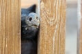 Pig nose peeking through wooden fence at farm. Piglet sticking snouts . Intuition or instinct feeling concept. To pook snoot into