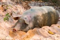 Pig nose in the pen. Focus is on nose. Shallow depth of field Royalty Free Stock Photo