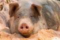 Pig nose in the pen. Focus is on nose. Shallow depth of field Royalty Free Stock Photo