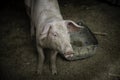 Pig nose in the pen. Shallow depth of field. Royalty Free Stock Photo