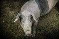 Pig nose in the pen. Shallow depth of field. Royalty Free Stock Photo