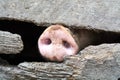 Pig nose in the pen. Shallow depth of field. Royalty Free Stock Photo