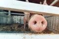 Pig nose in pigsty, close up Royalty Free Stock Photo