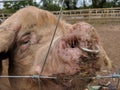 Pig With Nose Ring To Control Rooting Royalty Free Stock Photo