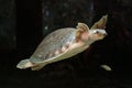 Pig-nosed turtle or Carettochelys insculpta