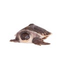 The pig-nosed turtle on white Royalty Free Stock Photo