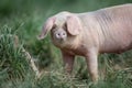 A pig in an organic French farm Royalty Free Stock Photo