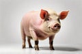 Pig over white backgrouned Royalty Free Stock Photo
